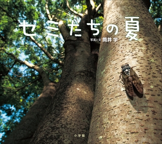 セミたちの夏（小学館の図鑑NEOの科学絵本）